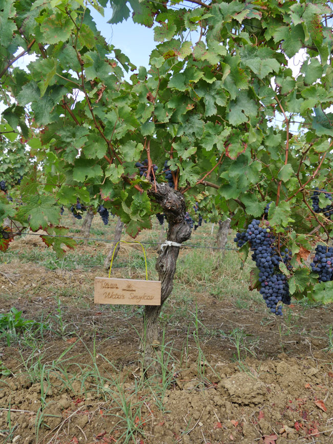 Виноградник на урожай